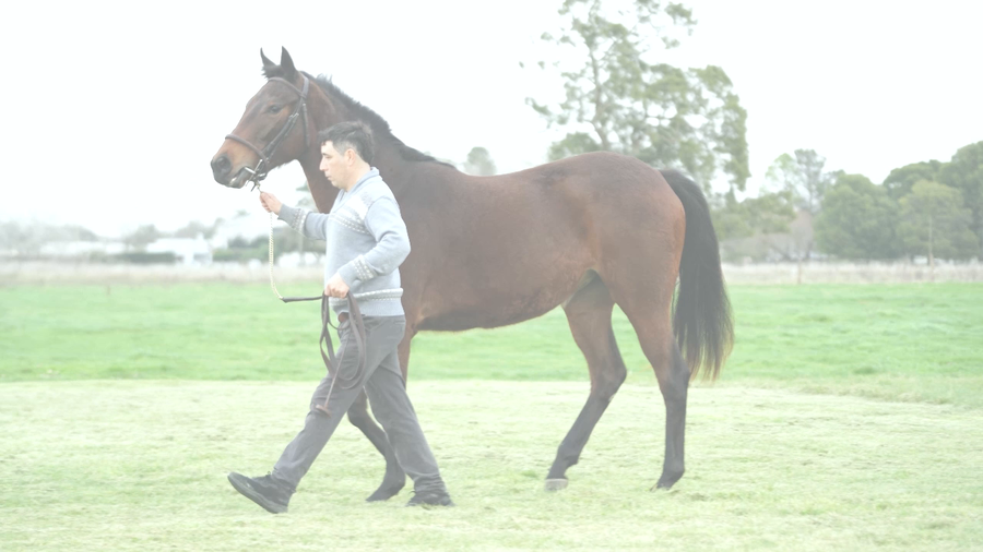 Lote VAN DEL MAR (MARIGNAC - MARIGNAC)