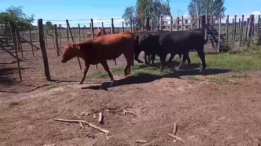 Lote 11 Terneros en La Plata, Buenos Aires