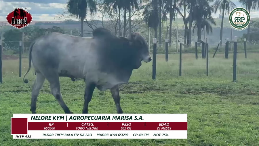 Lote TORO NELORE