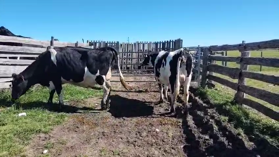 Lote 2 Vaquillonas  a remate en Pantalla Aniversario - Escritorio Camy, San José