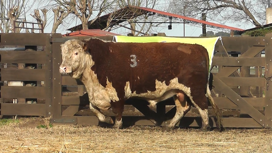 Lote TOROS P. HEREFORD PR