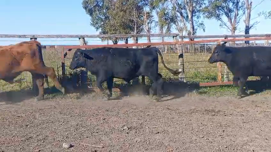 Lote 90 Novillitos en Entre Ríos, Federación