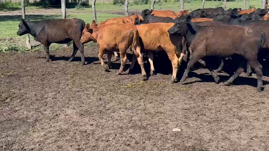 Lote 70 Terneras en Villaguay, Entre Ríos