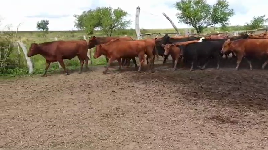 Lote 80 Novillitos en Urdinarrain, Entre Ríos