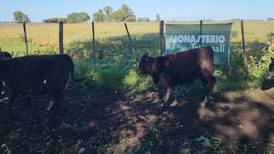 Lote 28 Terneros/as en Bolívar