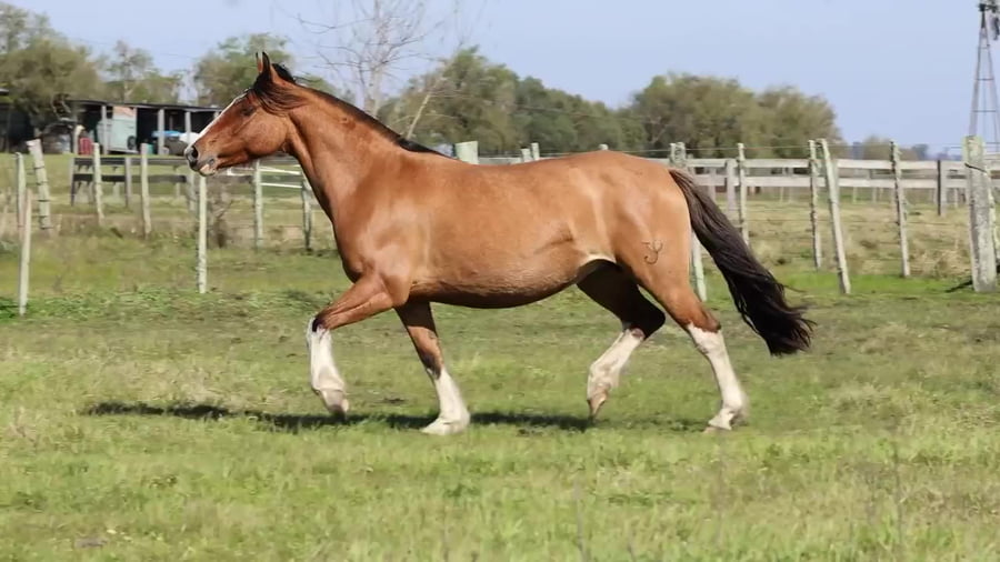 Lote Cardenal Bataraza