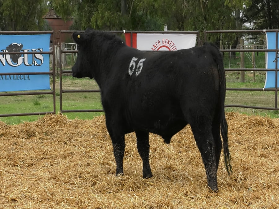 Lote TOROS ANGUS NEGROS PC