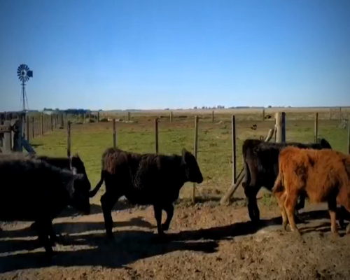 Lote 74 Terneros/as en Ayacucho, Buenos Aires