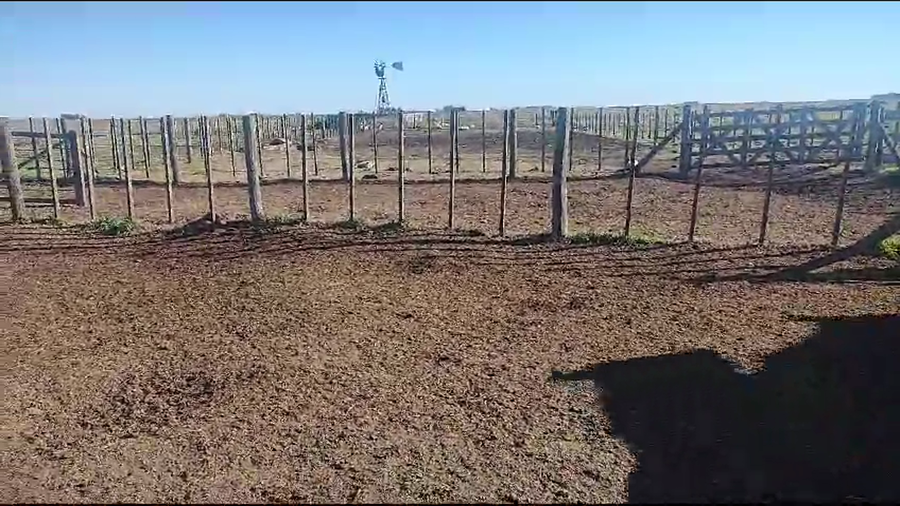Lote Terneros/as en Coronel Suarez, Buenos Aires