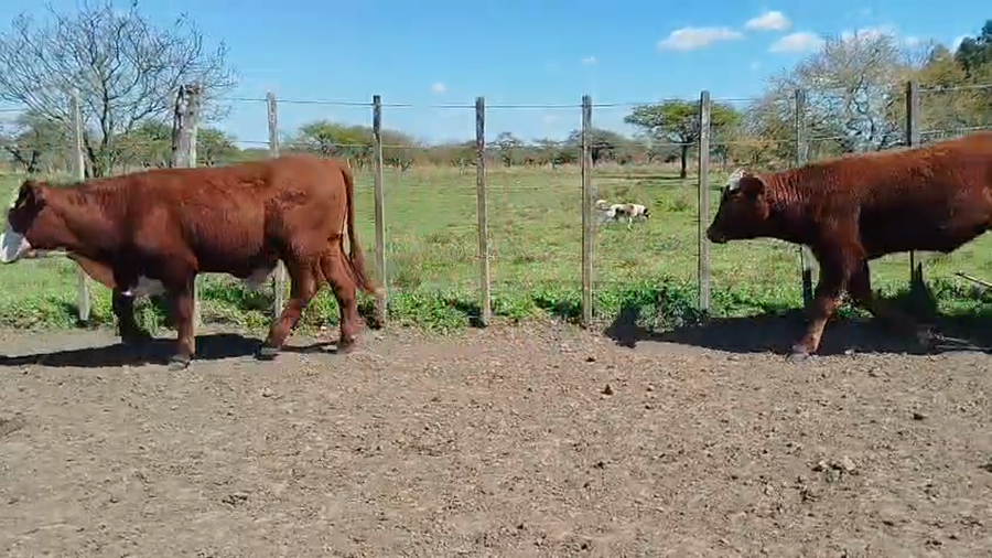 Lote 65 Terneros