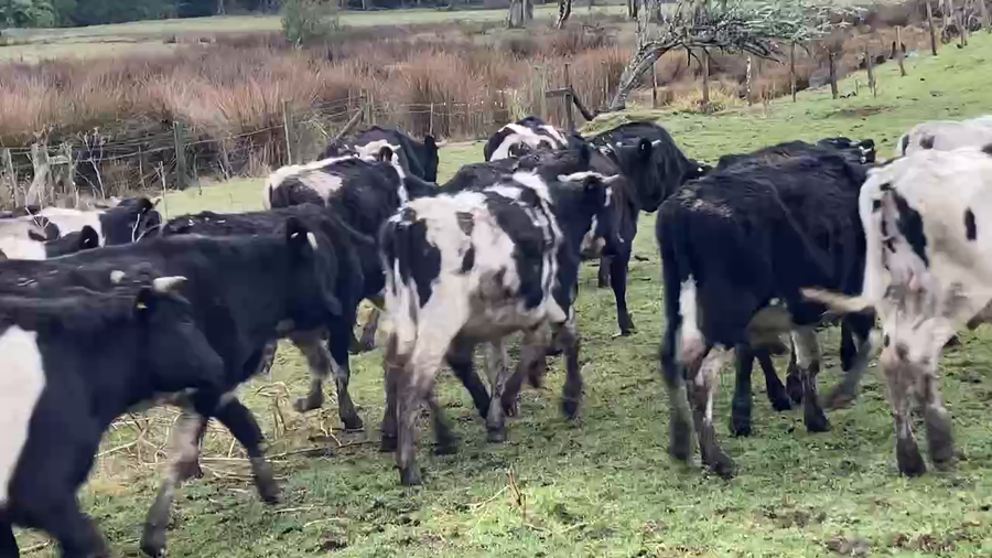 Lote 60 Novillo Engorda en Purranque, X Región Los Lagos