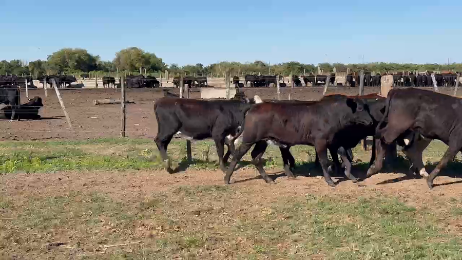 Lote 130 Terneras en Formosa, Clorinda