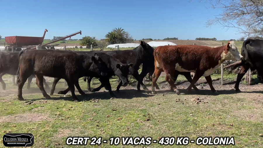 Lote 10 Vacas de Invernada en Colonia