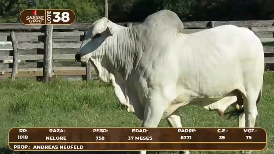 Lote Lote 38