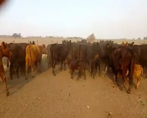 Lote 31 Vacas C/ gtia de preñez en San Andrés de Giles, Buenos Aires