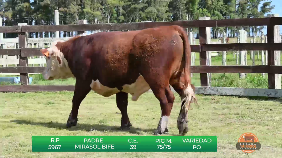 Lote TOROS P.O DE 2 AÑOS