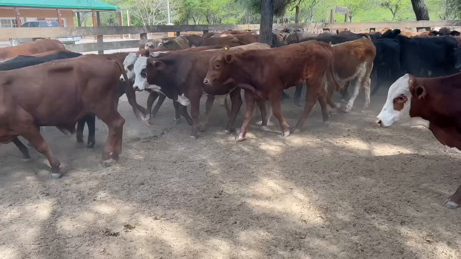 Lote 110 Terneros en Juan José Castelli, Chaco