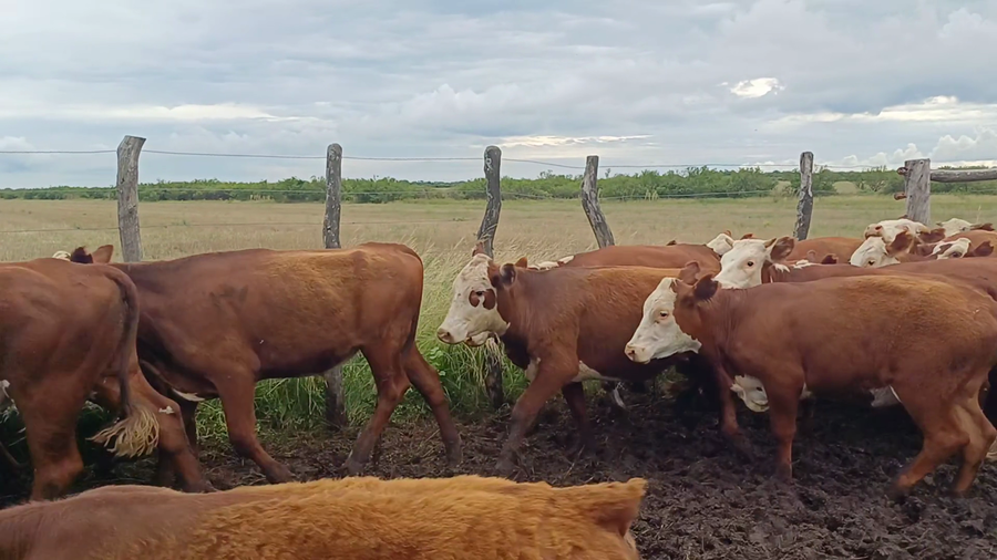 Lote 64 Terneros/as en Corrientes, Sauce