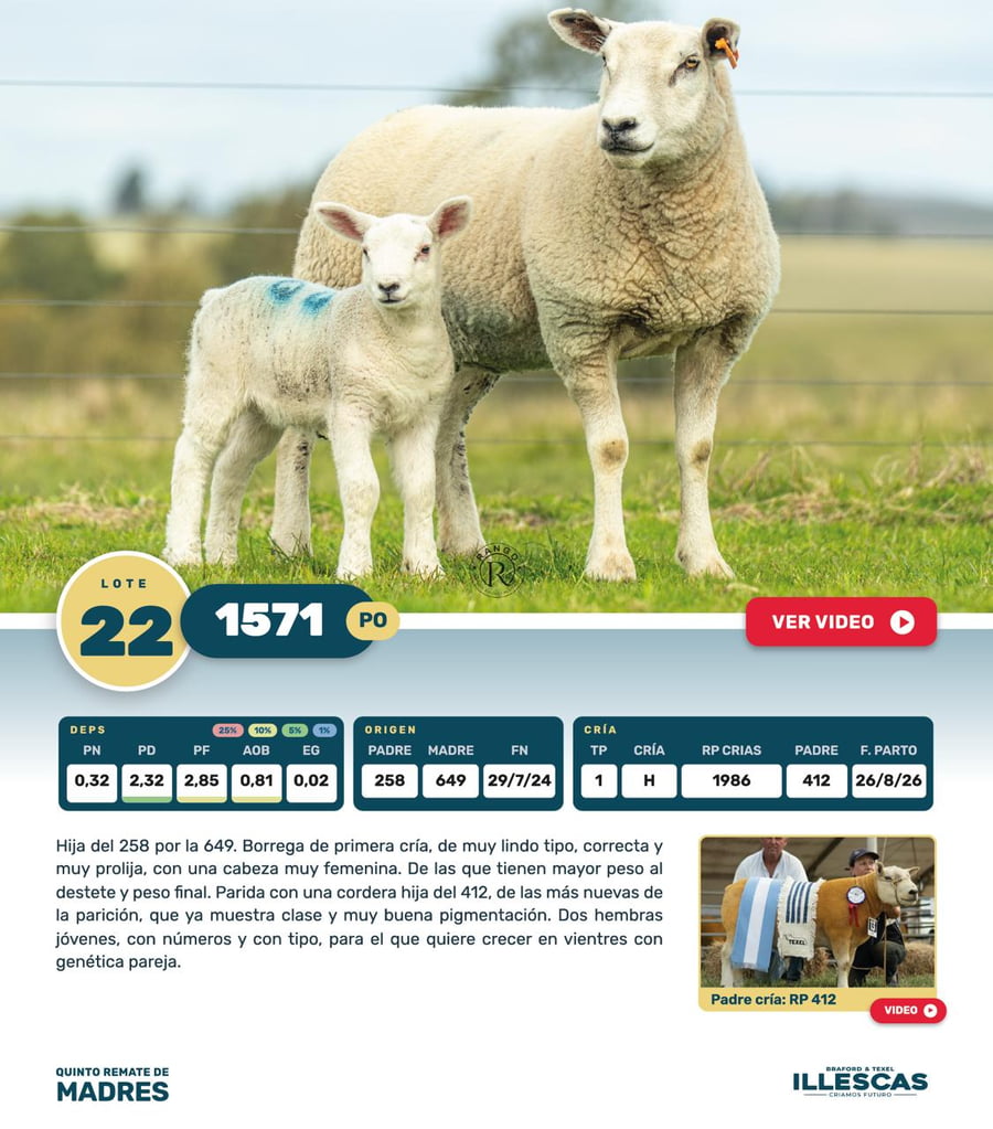 Lote Lote 22