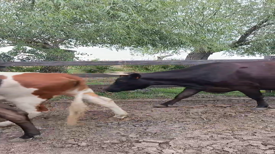 Lote 6 Vaca a remate en Pantalla Camy - Aniversario 31 Años, San José