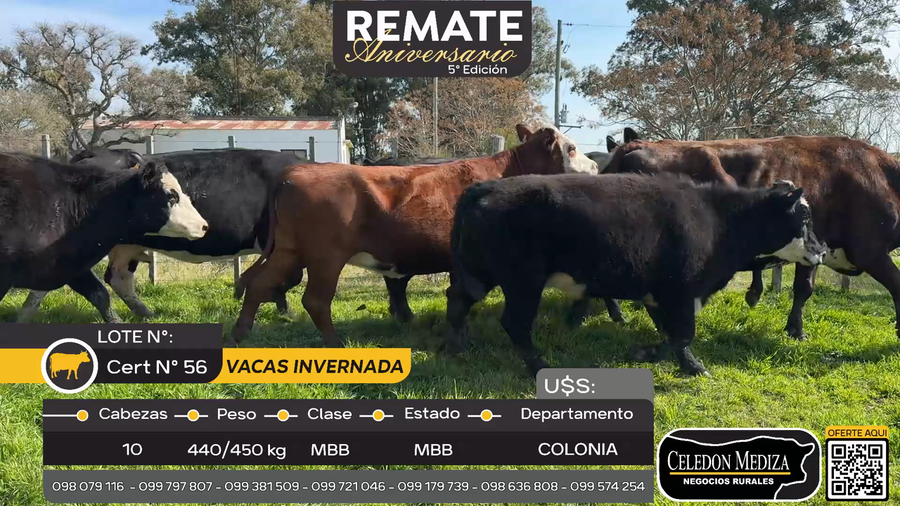 Lote 10 Vacas de Invernada en Miguelete, Colonia