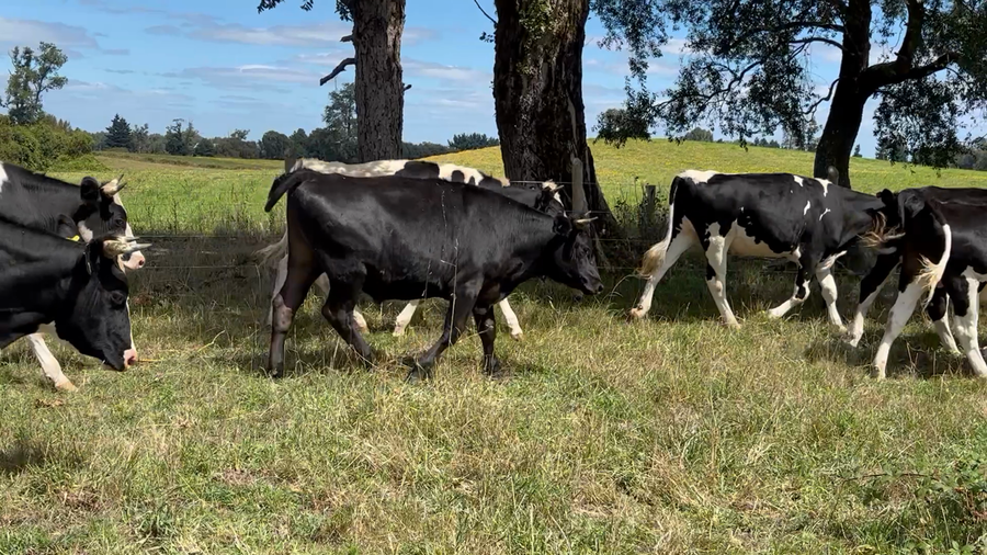 Lote 45 Novillo Gordo en Osorno, X Región Los Lagos