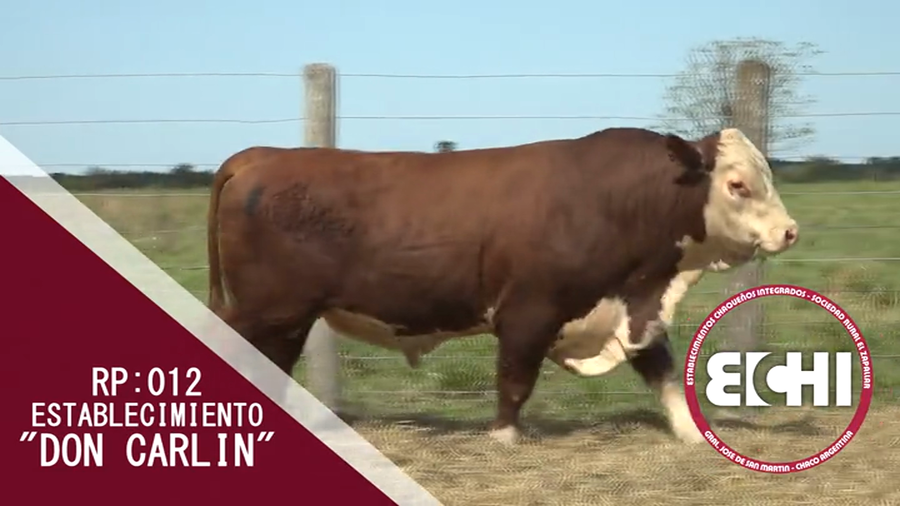 Lote TORO BRAFORD CABAÑA DON CARLIN