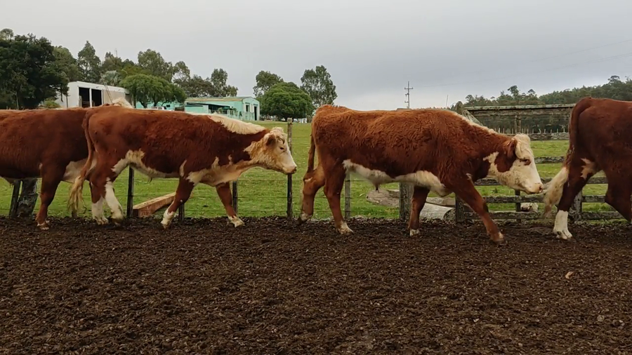 Lote Rigel Martinez - Jaso y Jaso
