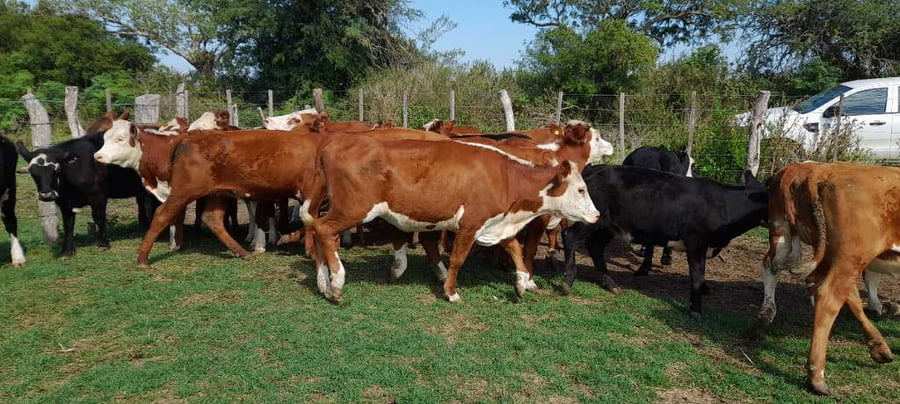 Lote 21 Vaquillonas en Entre Ríos, Distrito Sauce