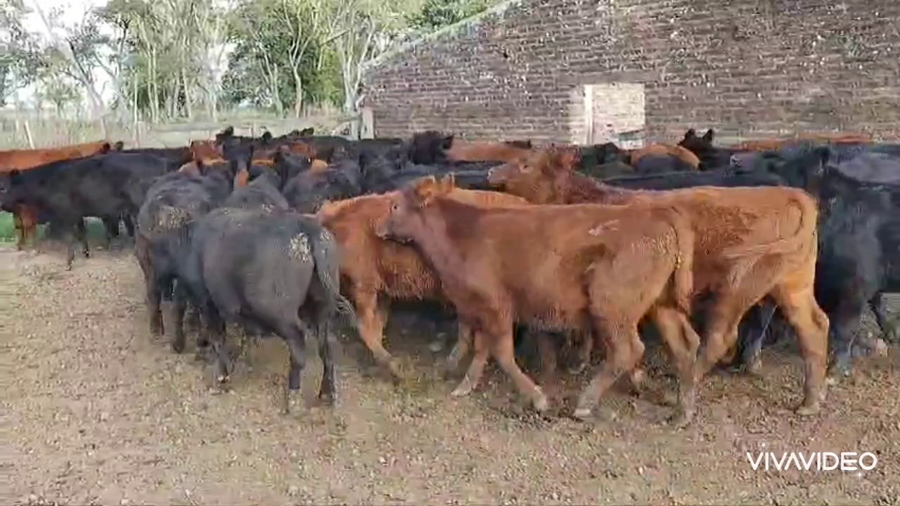 Lote 60 Terneros en Brandsen, Buenos Aires