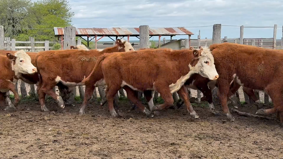 Lote 66 Novillitos en Entre Ríos, San Jaime