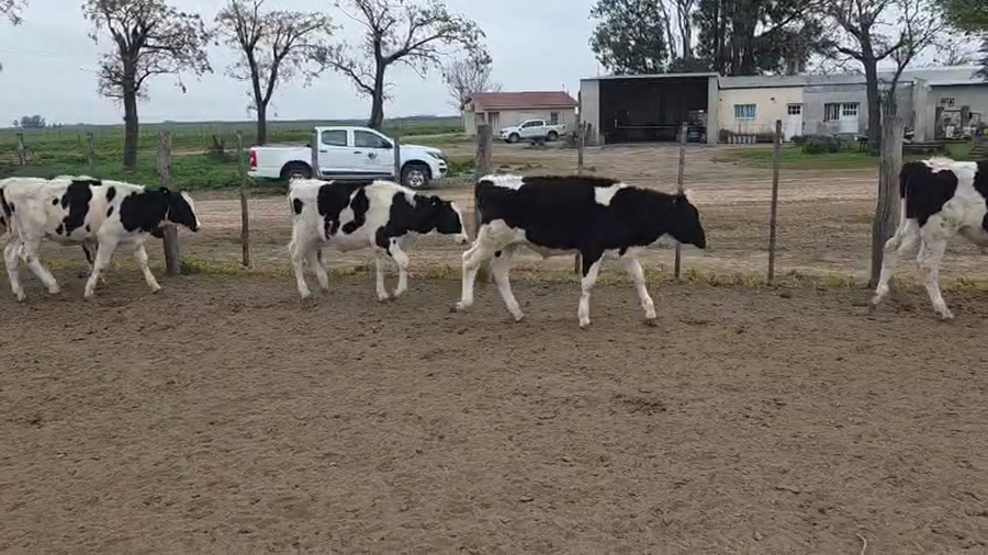 Lote 65 Novillitos Holando Argentino en Villa Concepcion del Tio, Córdoba