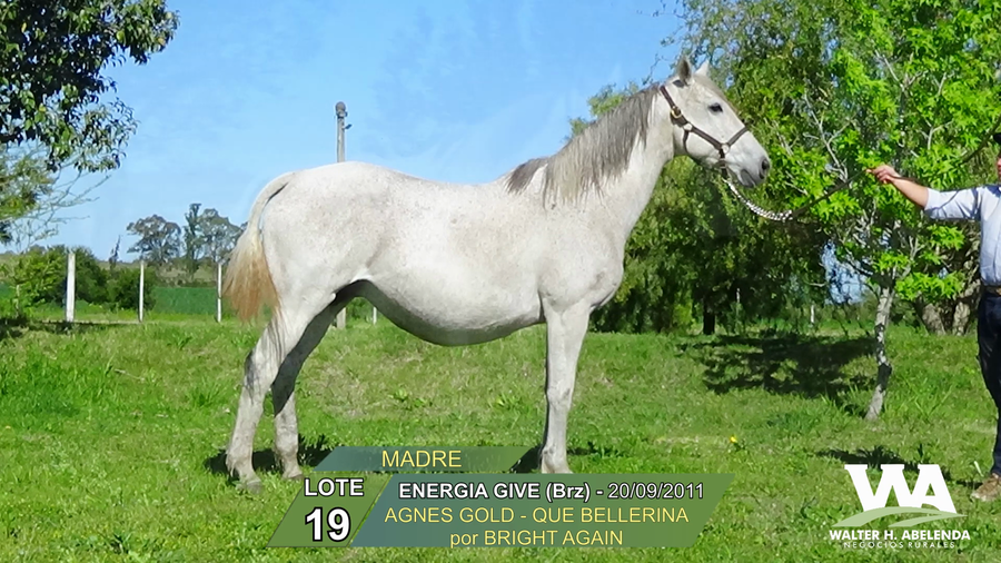 Lote ENERGIA GIVE (Brz)