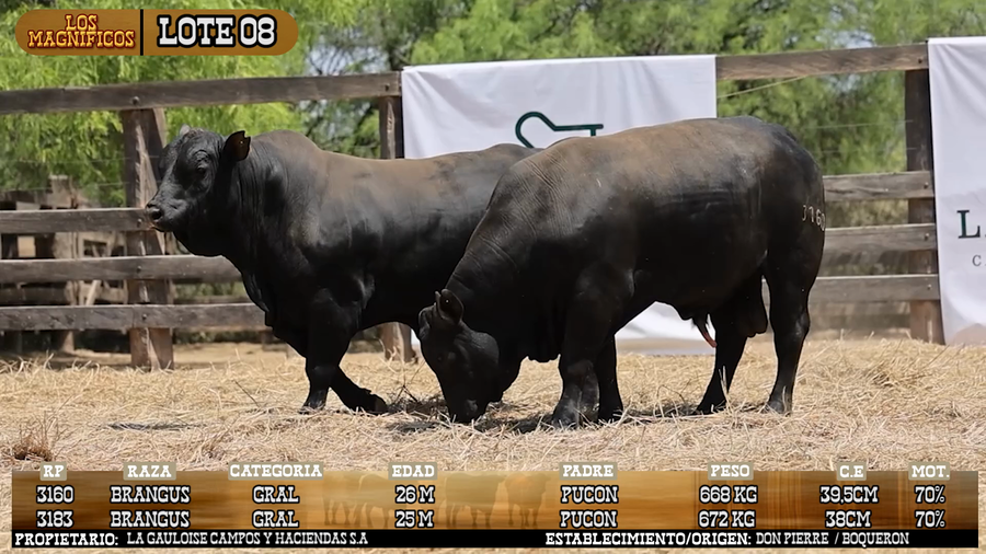 Lote LOTE 8 - VIVO