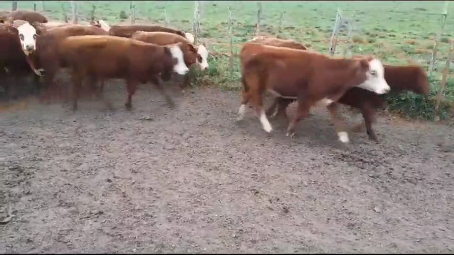 Lote 30 Terneras en Villaguay, Entre Ríos