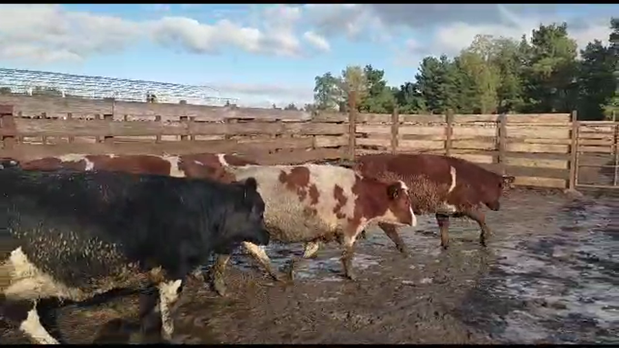 Lote 20 Vaquilla Gorda en Los Ángeles, VIII Región Biobío