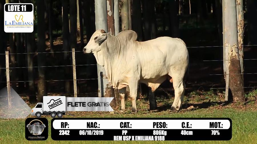 Lote LOTE 11  RP K2342