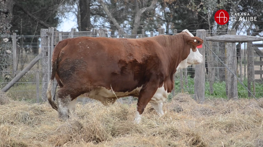 Lote VAQUILLONAS BRAFORD SUNCHALES  EL ALJIBE