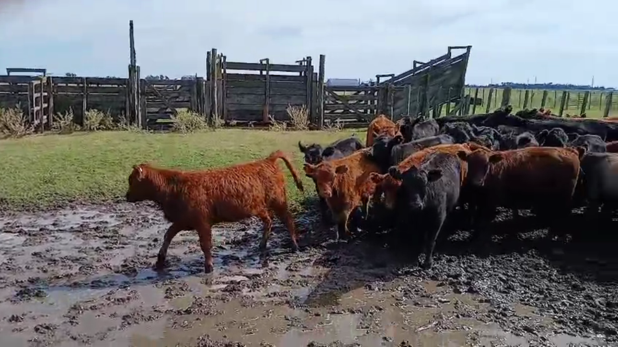 Lote 30 Terneros/as en Pehuajó