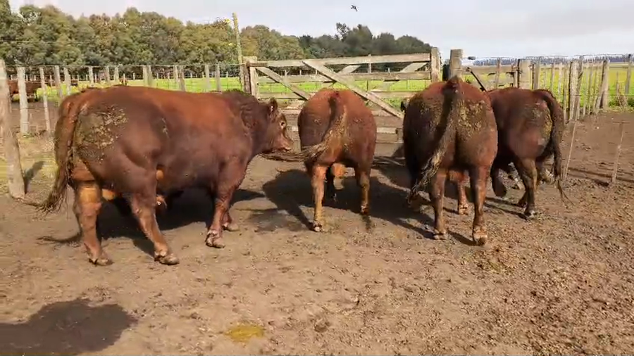 Lote TOROS PC - Don Pedro de Gundesen