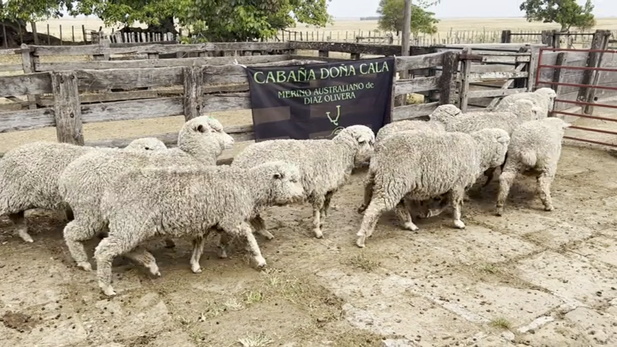 Lote Borregas 2D y DL (MO: Si)