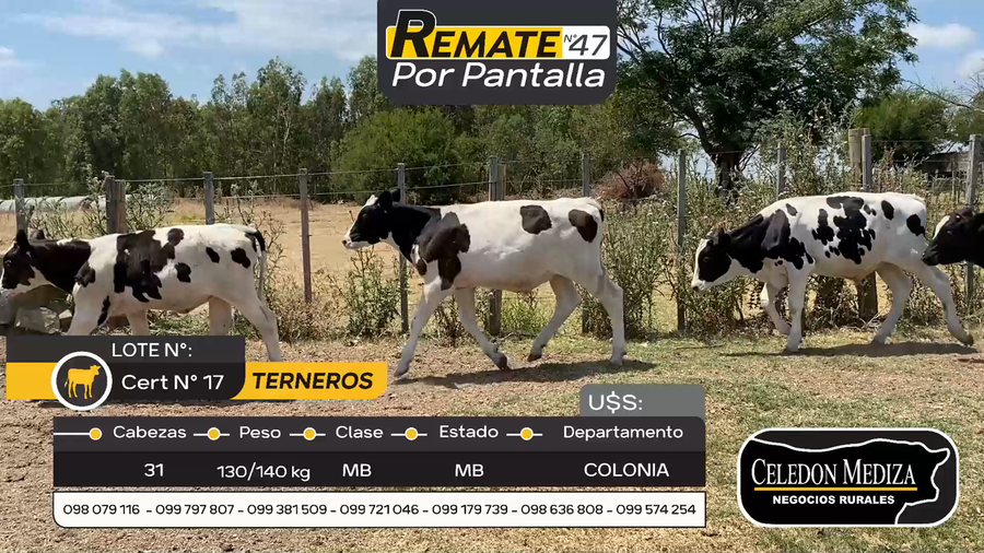 Lote 31 Terneros en Otra Localidad, Colonia