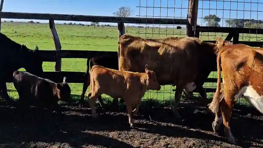 Lote 24 Vacas CUT con cría