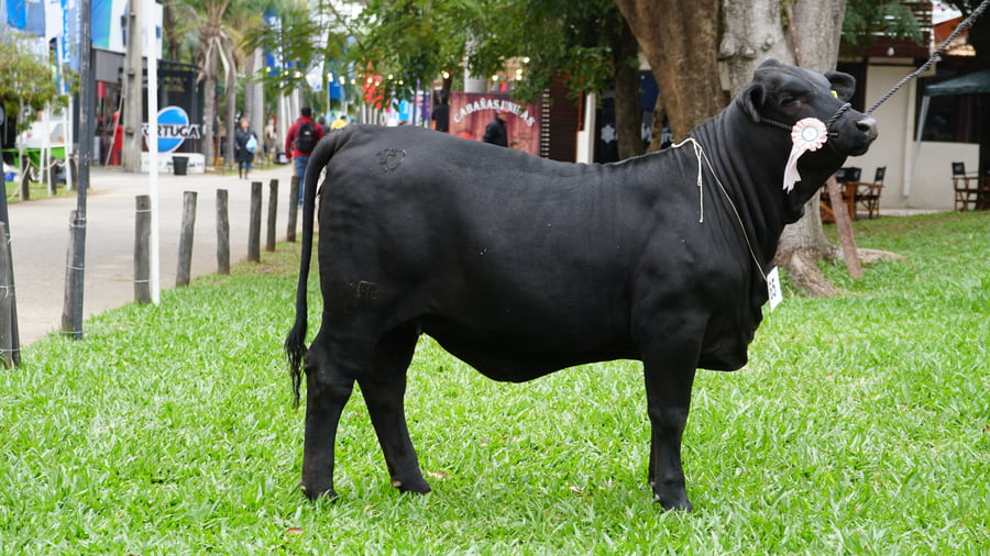 Lote Brangus a Bozal Expo 2022 RP 3218 - Lote 2
