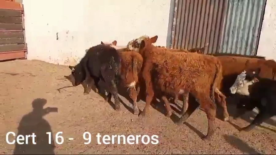 Lote TERNEROS