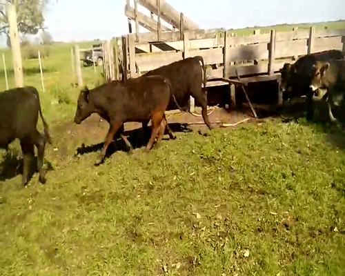 Lote 70 Novillos en Soriano