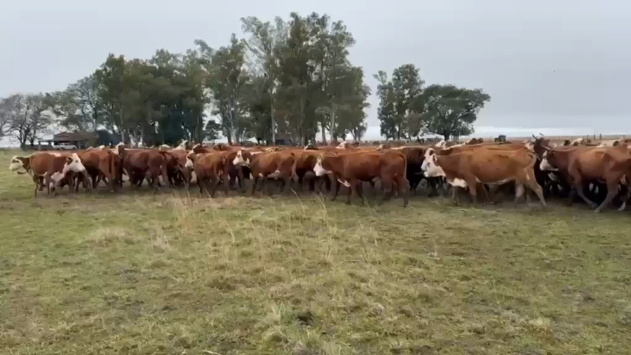 Lote 100 Vacas de invernar en Corrientes, Mercedes