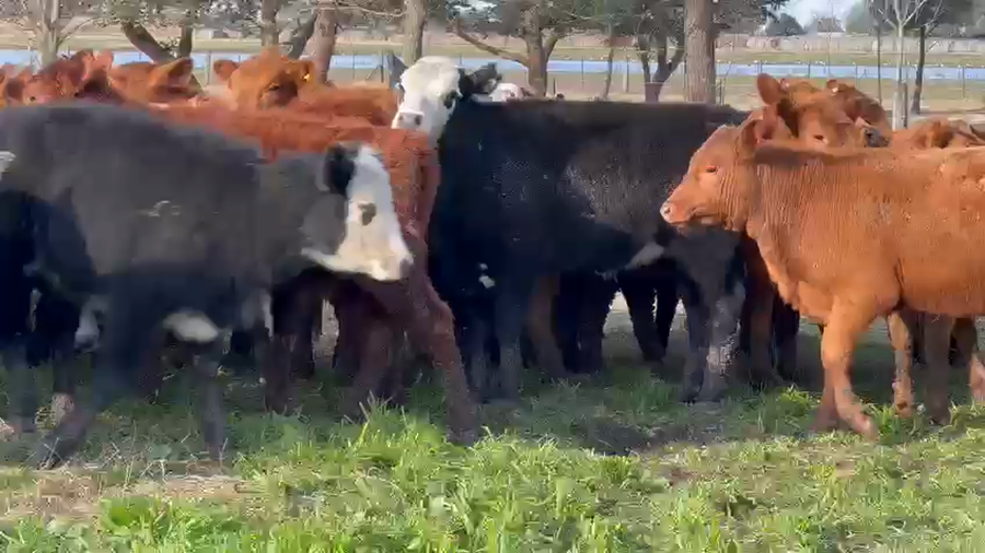 Lote 70 Terneras en Dolores, Buenos Aires