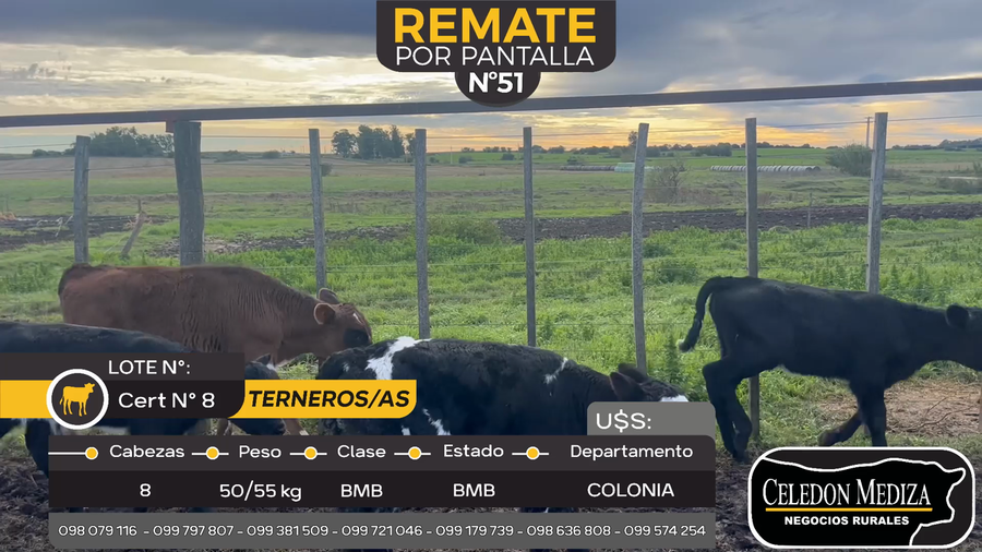 Lote 8 Terneras en Radial Conchillas, Colonia