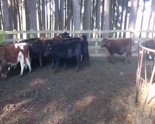 Lote 80 Ternero en Cunco, IX Región Araucanía